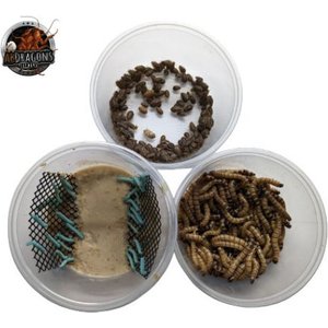 ABDragons Dubia Roach Hornworm & Superworm Live Feeder Combo Reptile Food, Small