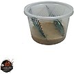 Show in main carousel: ABDragons Live Hornworms Reptile, Bird, Fish & Small Pet Food, 50 count slide 4 of 7