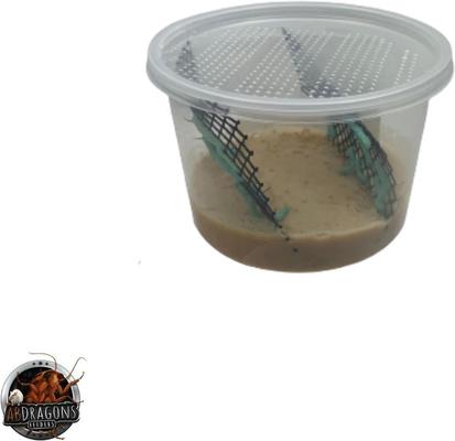 Show full view: ABDragons Live Hornworms Reptile, Bird, Fish & Small Pet Food, 25 count slide 4 of 8
