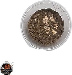 ABDragons 2 Week Fat Tailed Gecko Meal Plan, Adult slide 2 of 5