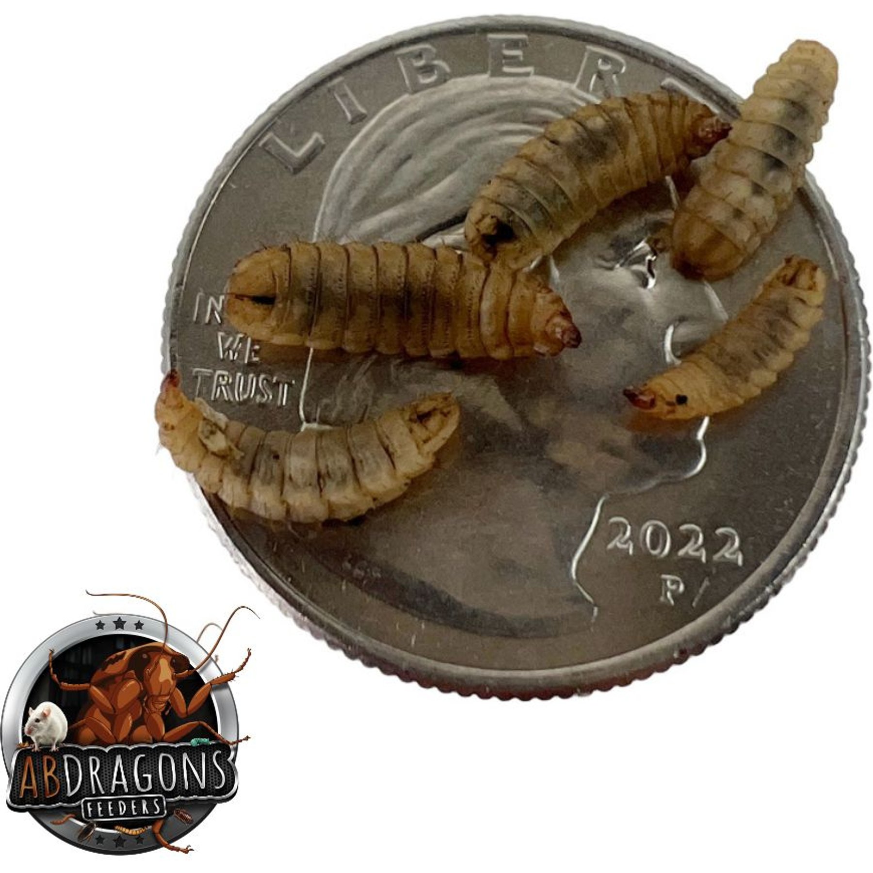 ABDragons Live Black Soldier Flies Reptile, Bird, Fish & Small Pet Food, Medium, 100 count