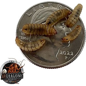 ABDragons Live Black Soldier Flies Reptile, Bird, Fish & Small Pet Food, Medium, 500 count