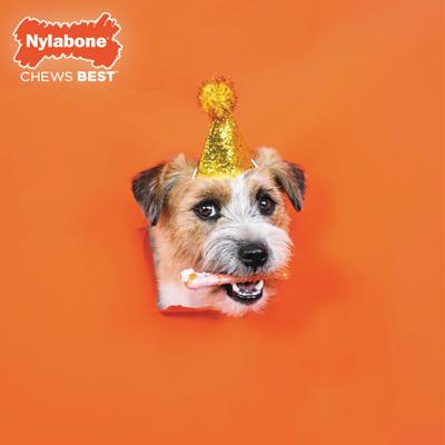 Show full view: Nylabone Power Chew Textured Bone 70th Birthday Dog Toy, Orange Swirl Chicken, X-Small slide 4 of 11