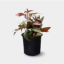 Freshwater Live Plants