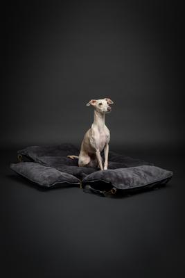 Show full view: Noah & Paw Washable Dog Car Seat Carrier, Medium, Charcoal slide 7 of 11