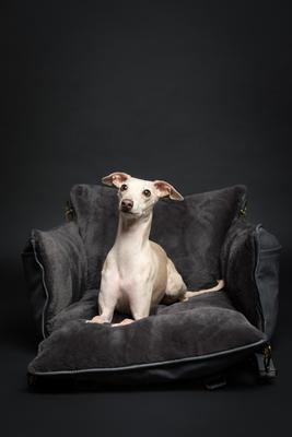 Show full view: Noah & Paw Washable Dog Car Seat Carrier, Medium, Charcoal slide 5 of 11