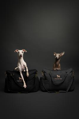 Show full view: Noah & Paw Washable Dog Car Seat Carrier, Medium, Charcoal slide 9 of 10