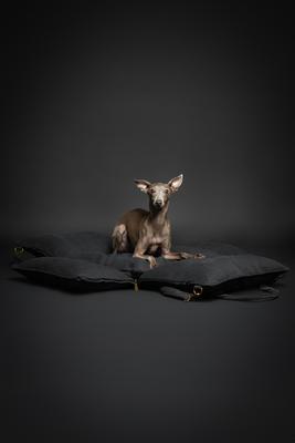 Show full view: Noah & Paw Washable Dog Car Seat Carrier, Medium, Charcoal slide 7 of 10