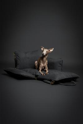 Show full view: Noah & Paw Washable Dog Car Seat Carrier, Medium, Charcoal slide 6 of 10