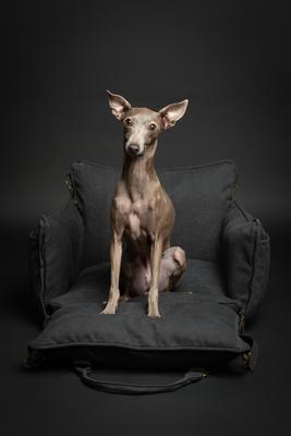 Show full view: Noah & Paw Washable Dog Car Seat Carrier, Medium, Charcoal slide 5 of 10