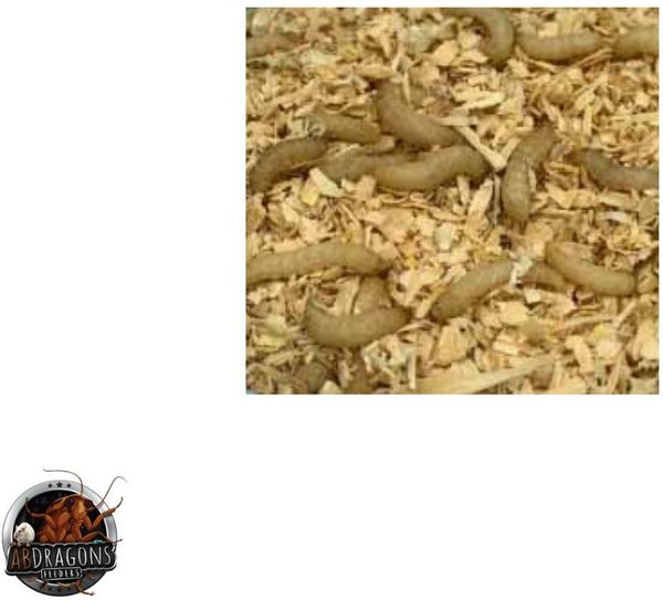 ABDragons 2 Week Bearded Dragon Meal Plan, Juvenile