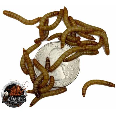 Show full view: ABDragons 2 Week Leopard Gecko Meal Plan, Adult slide 4 of 6