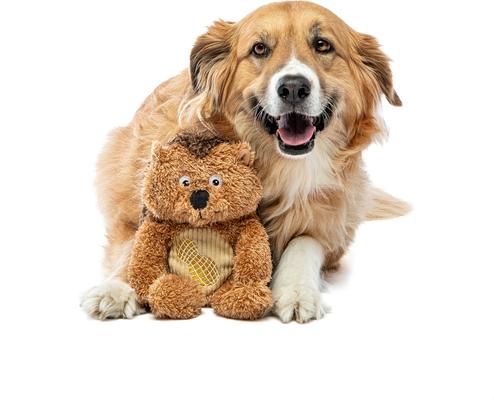 Show full view: GURU Soft Scents Hedgehog Scented Squeak & Crinkle Plush Dog Toy slide 4 of 6