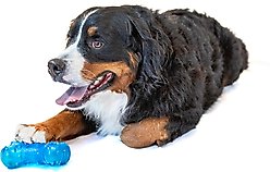 GURU No Begging! Bone Treat Dispenser & Chew Dog Toy