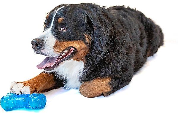 Show full view: GURU No Begging! Bone Treat Dispenser & Chew Dog Toy slide 1 of 5