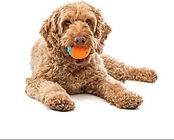 GURU Crunch & Squeak Ball Ultimate Fetch Floating Water Dog Toys, 2 count