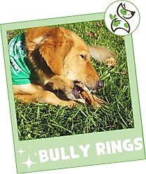 Nature Gnaws Beef Bully Rings Natural Dog Chew Treats, 5 count slide 2 of 7