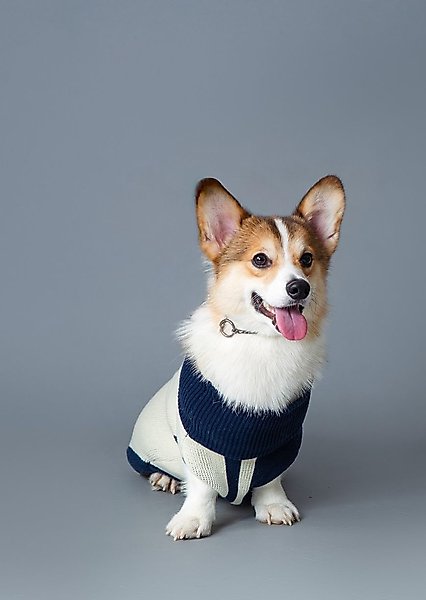Show full view: pupp st. Marcy Dog Sweater, Blue, XX-Small slide 2 of 5