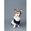 Show in main carousel: pupp st. Marcy Dog Sweater, Blue, XX-Small slide 2 of 5