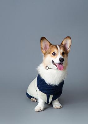 Show full view: pupp st. Marcy Dog Sweater, Blue, XX-Small slide 2 of 5