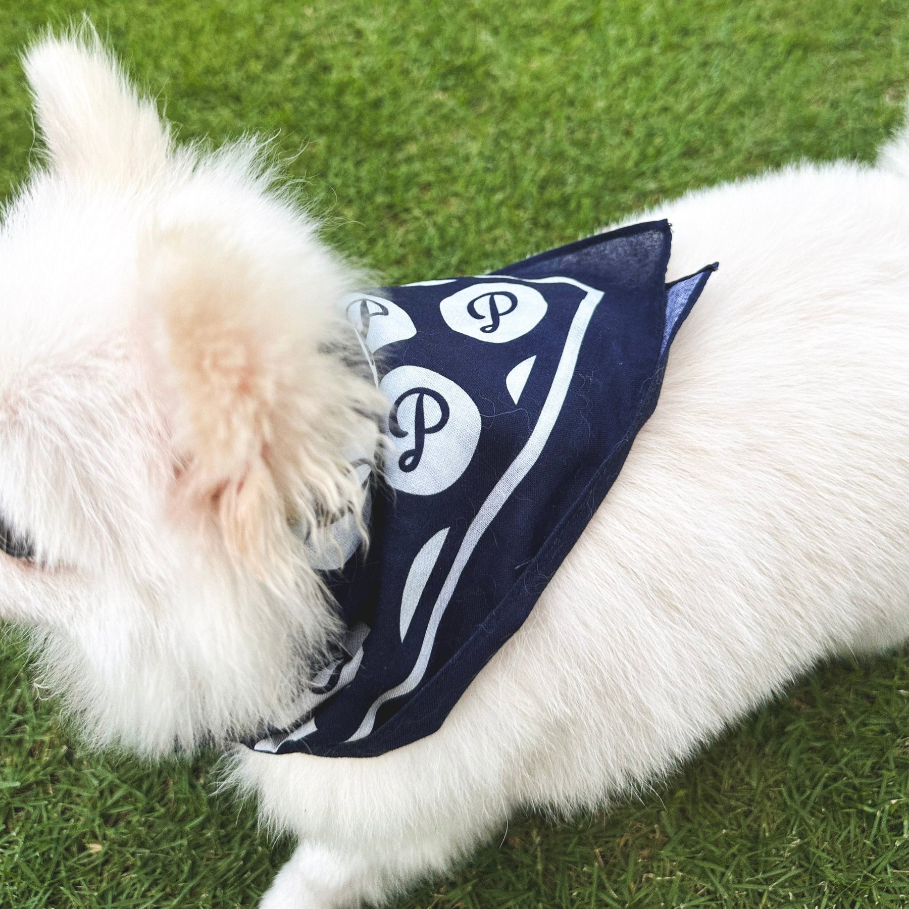 pupp st. Puppster Dog Bandana, Blue