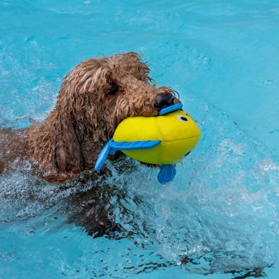 Show full view: Fringe Studio Pipsqueak Floating Dog Toy slide 3 of 5