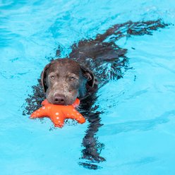 Fringe Studio Shelly Floating Dog Toy slide 2 of 6