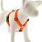 Show in main carousel: LupinePet Waterproof BioThane Adjustable Dog Harness, Neon Orange, Medium: 20 to 32-in chest slide 1 of 7