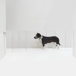 Hiddin Clear Wall Mounted Low Zig Zag Dog Gate, Silver, 8 panel