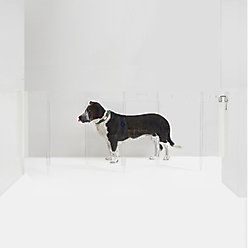 Hiddin Clear Wall Mounted Low Zig Zag Dog Gate, Silver, 6 panel