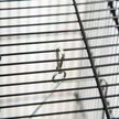 Show in main carousel: Little Pals 45-in Metal Indoor Bird Cage with Detachable Rolling Stand slide 7 of 9