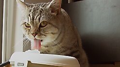 Cat H2O Dental Care Cat Water Fountain, 5-cup slide 2 of 7