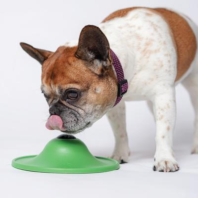 Show full view: Stashios Soothing Saucer Dog Toy, Green slide 6 of 8