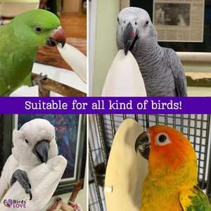 Birds LOVE Natural Cuttlebone Calcium Block Supplement for Birds, Tortoise & Snails, 7.5 to 8-in, 12 count