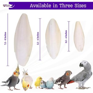 Birds LOVE Natural Cuttlebone Calcium Block Supplement for Birds, Tortoise & Snails, 7.5 to 8-in, 12 count