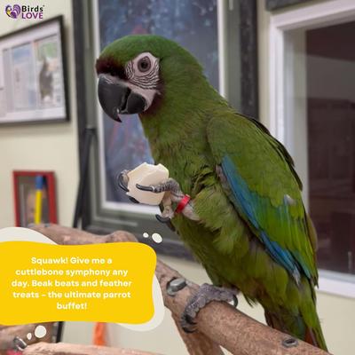 Show full view: Birds LOVE Natural Cuttlebone Calcium Block Supplement for Birds, Tortoise & Snails, 7.5 to 8-in, 12 count slide 5 of 8