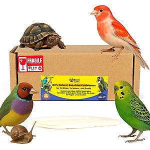 Birds LOVE Natural Cuttlebone Calcium Block Supplement for Birds, Tortoise & Snails, 3.5 to 4-in, 4 count
