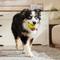 Show in main carousel: Nerf Dog Squeaker Tire Ball Dog Toy, Green slide 4 of 6