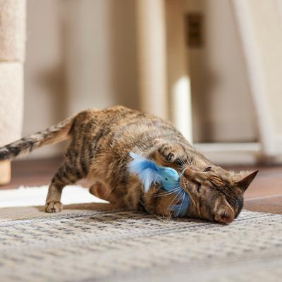 Show full view: Turbo Random Fun Cat Toy with Catnip, Feather Fish slide 4 of 5