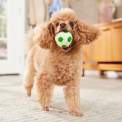Show full view: Li'l Pals Latex Soccer Ball Dog Toy, Green slide 4 of 5