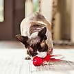 Show in main carousel: Turbo Bouncing Cat Toy, 1 count slide 4 of 5