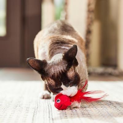 Turbo Bouncing Cat Toy