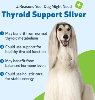 Show full view: Pet Wellbeing Thyroid Support SILVER Bacon Flavored Liquid Supplement for Dogs, 2-oz bottle slide 7 of 9