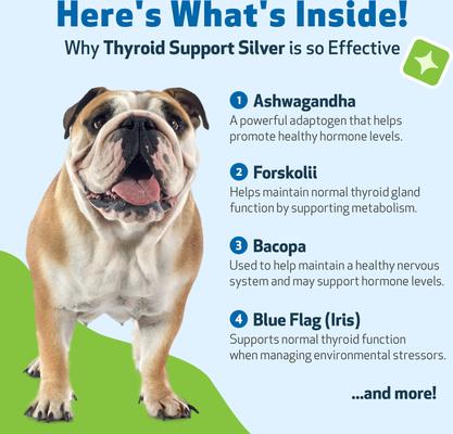 Show full view: Pet Wellbeing Thyroid Support SILVER Bacon Flavored Liquid Supplement for Dogs, 2-oz bottle slide 9 of 9