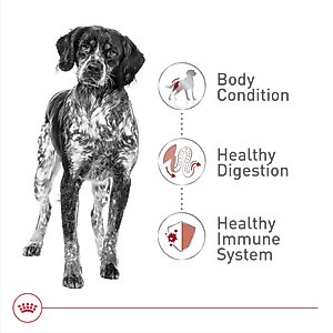 Royal Canin Size Health Nutrition Medium Adult Dry Dog Food, 30-lb bag