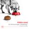 Show in main carousel: Royal Canin Size Health Nutrition Large Adult 5+ Dry Dog Food, 30-lb bag slide 3 of 12