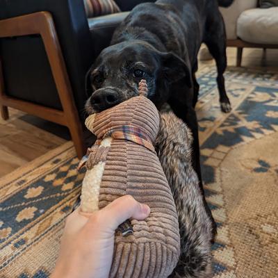 Show full view: Pendleton Plush Squirrel Dog Toy, Brown, Large/X-Large slide 5 of 6