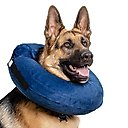 CP Basics Inflatable Dog Collar, Large