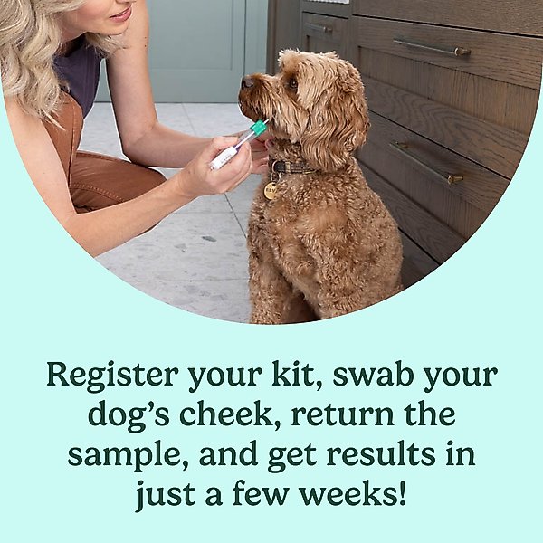 Show full view: Ancestry Breed Identification & Genetic Health Screening DNA Test Kit for Dogs slide 2 of 10