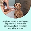 Show in main carousel: Ancestry Breed Identification & Genetic Health Screening DNA Test Kit for Dogs slide 2 of 10